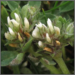 Rough Clover, Trifolium scabrum