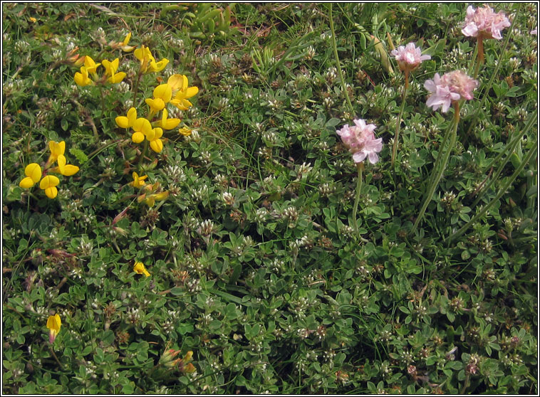 Rough Clover, Trifolium scabrum