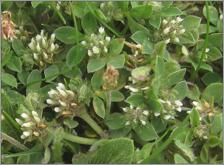 Rough Clover, Trifolium scabrum