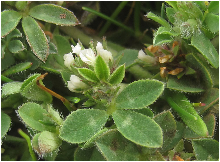 Rough Clover, Trifolium scabrum