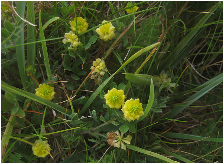 Hop trefoil, Trifolium campestre