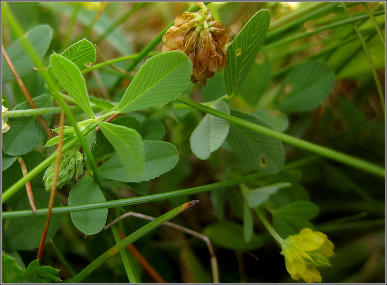 Hop trefoil, Trifolium campestre