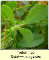 Trefoil, hop, Trifolium campestre