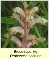 Broomrape, ivy, Orobanche hederae