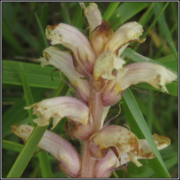 Ivy Broomrape, Orobanche hederae