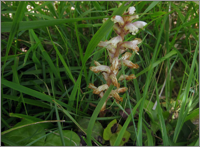 Ivy Broomrape, Orobanche hederae