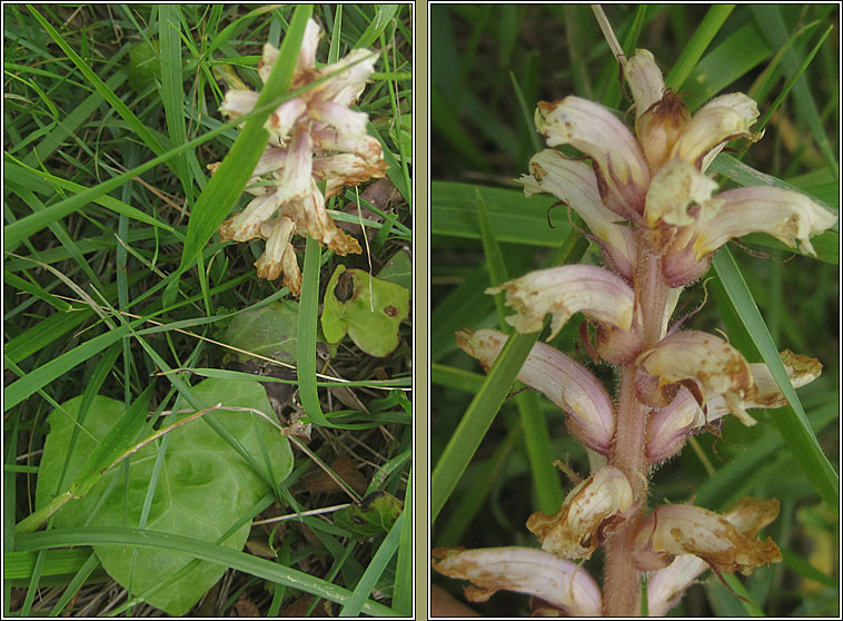 Ivy Broomrape, Orobanche hederae