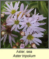 Aster, sea, Aster tripolium