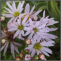 Sea Aster, Aster tripolium