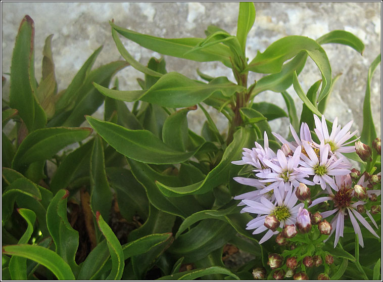 Sea Aster, Aster tripolium