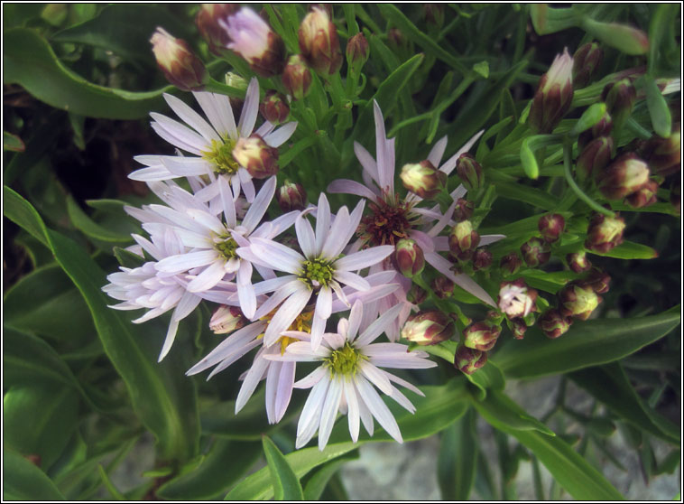 Sea Aster, Aster tripolium