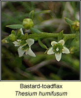 Bastard-toadflax, Thesium humifusum