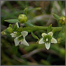 Bastard-toadflax, Thesium humifusum