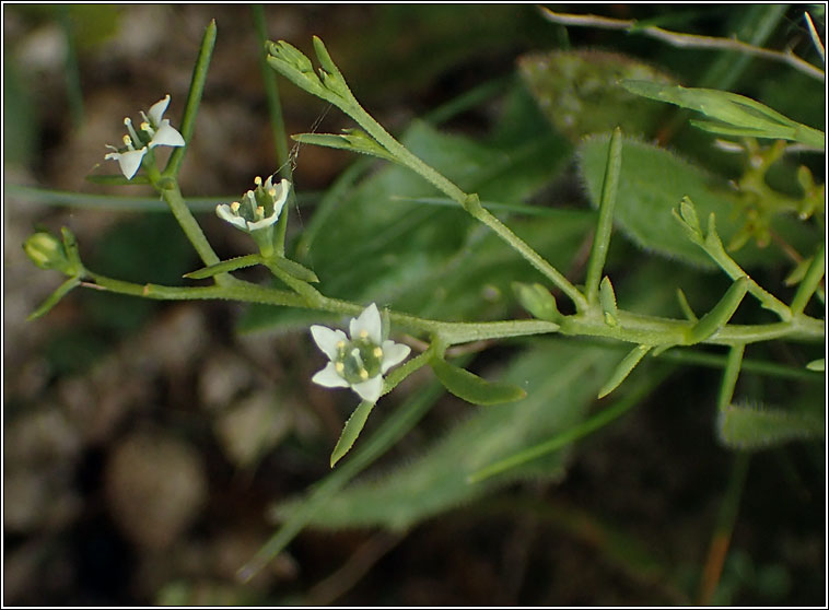 Bastard-toadflax, Thesium humifusum