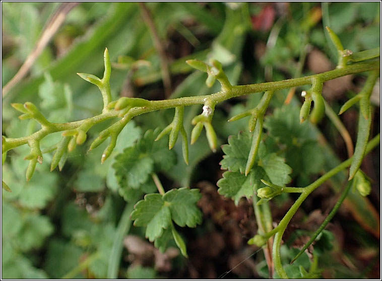 Bastard-toadflax, Thesium humifusum