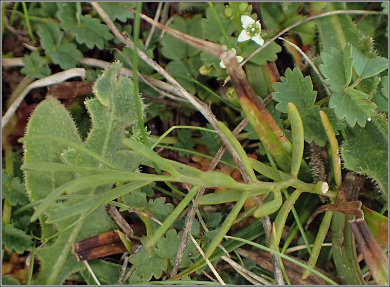 Bastard-toadflax, Thesium humifusum