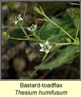 Bastard-toadflax, Thesium humifusum