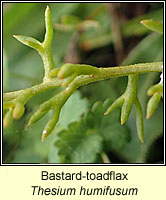 Bastard-toadflax, Thesium humifusum