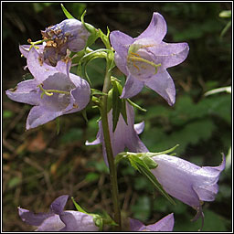 Nettle-leaved Bellflower, Campanula trachelium