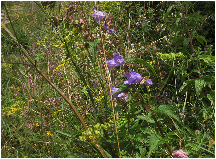 Nettle-leaved Bellflower, Campanula trachelium