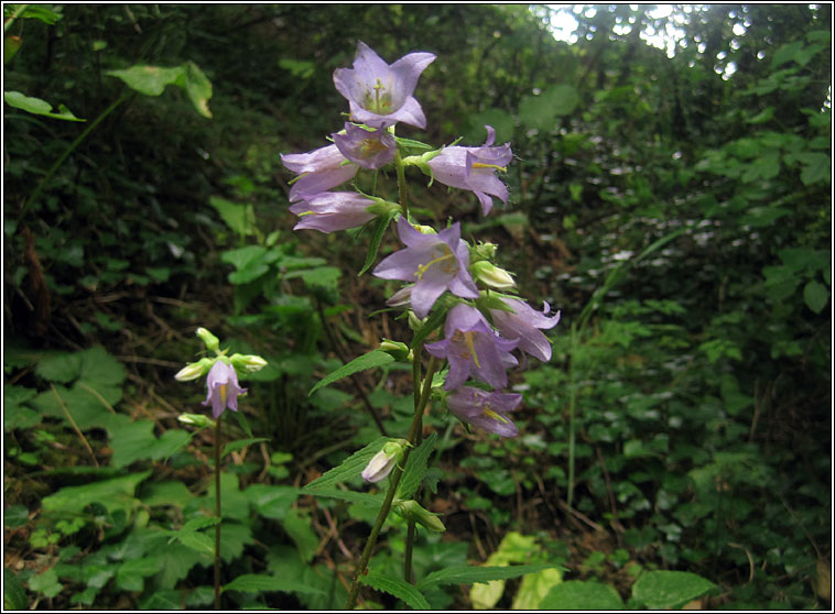 Nettle-leaved Bellflower, Campanula trachelium