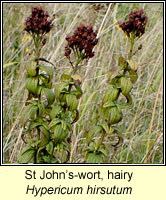 St John's-wort, hairy, Hypericum hirsutum