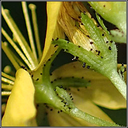 Hairy St John's-wort, Hypericum hirsutum