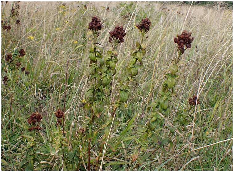 Hairy St John's-wort, Hypericum hirsutum