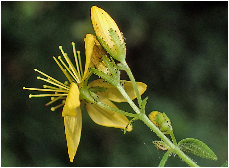 Hairy St John's-wort, Hypericum hirsutum