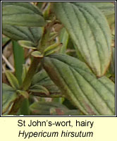 St John's-wort, hairy, Hypericum hirsutum