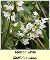 Melilot, white, Melilotus albus