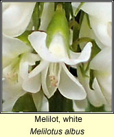 Melilot, white, Melilotus albus