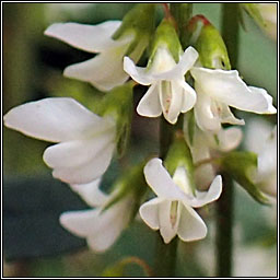 White Melilot, Melilotus albus