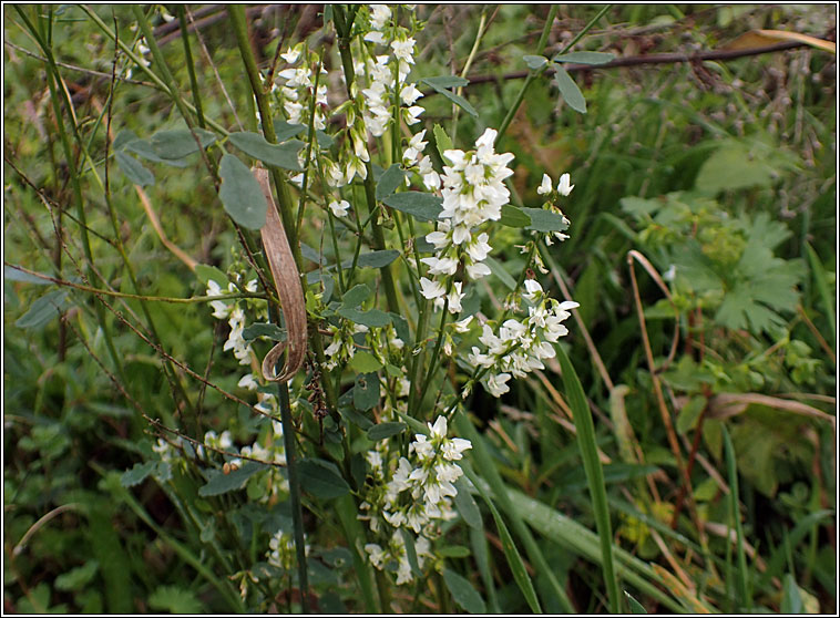 White Melilot, Melilotus albus