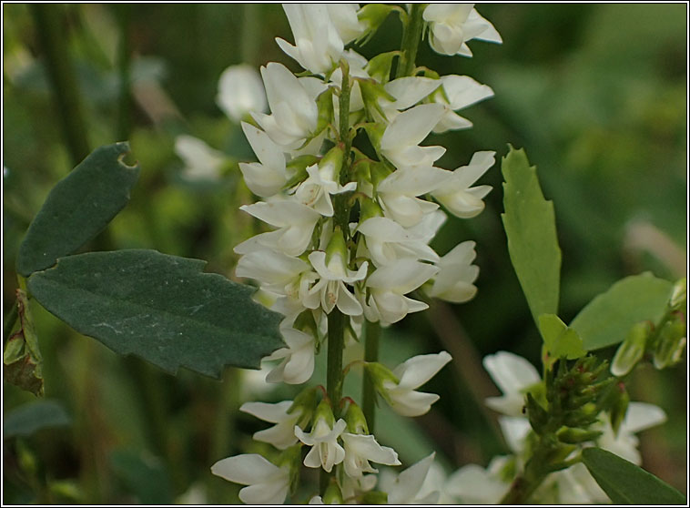 White Melilot, Melilotus albus