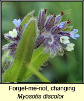 Forget-me-not, changing, Myosotis discolor