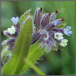 Changing Forget-me-not, Myosotis discolor