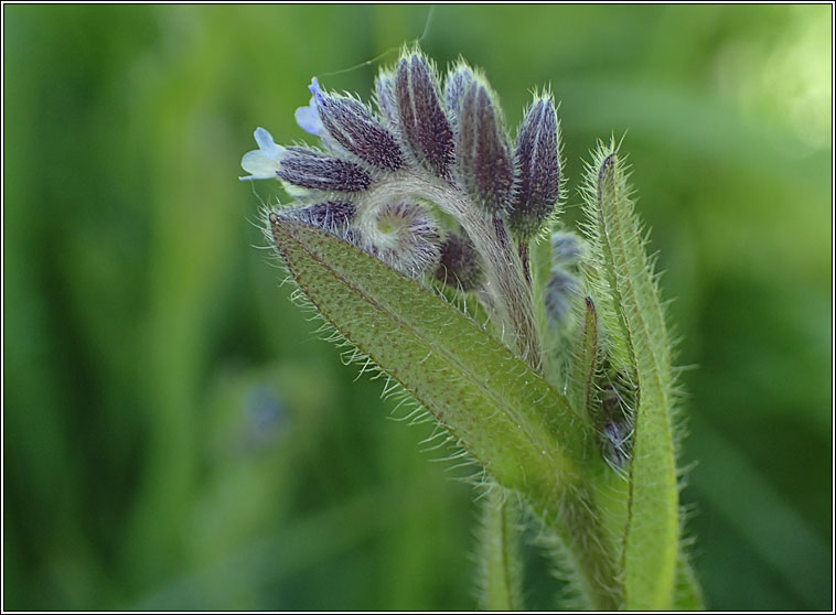 Changing Forget-me-not, Myosotis discolor