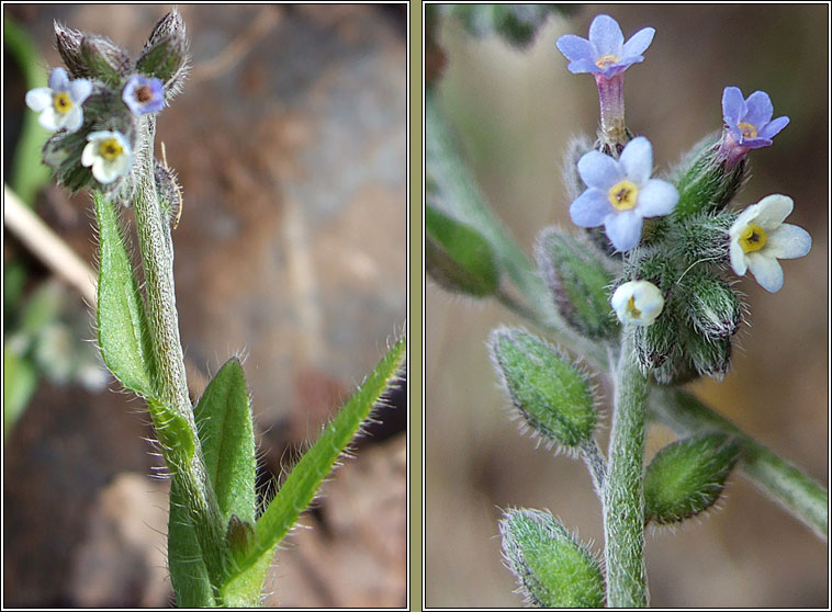 Changing Forget-me-not, Myosotis discolor