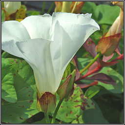 Hedge Bindweed, Calystegia sepium