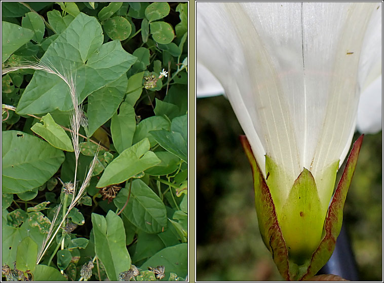 Hedge Bindweed, Calystegia sepium