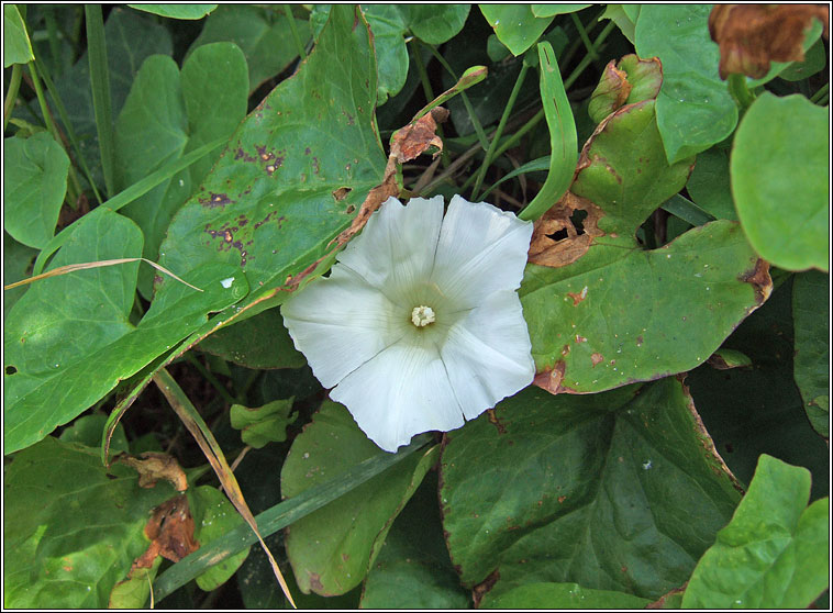 Hedge Bindweed, Calystegia sepium