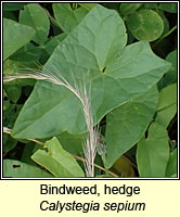 Bindweed, hedge, Calystegia sepium