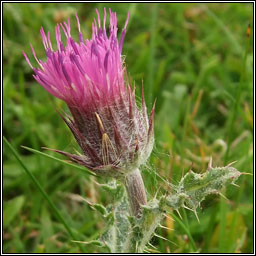 Welted Thistle, Carduus crispus