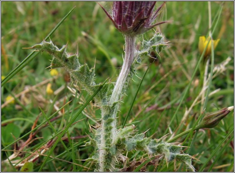 Welted Thistle, Carduus crispus