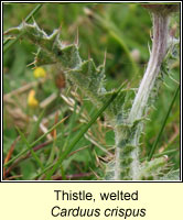 Thistle, Welted, Carduus crispus