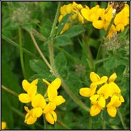 Greater Birds-foot-trefoil, Lotus pedunculatus