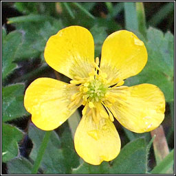 Creeping Buttercup, Ranunculus repens