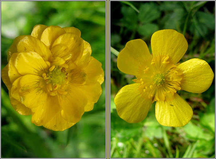 Creeping Buttercup, Ranunculus repens