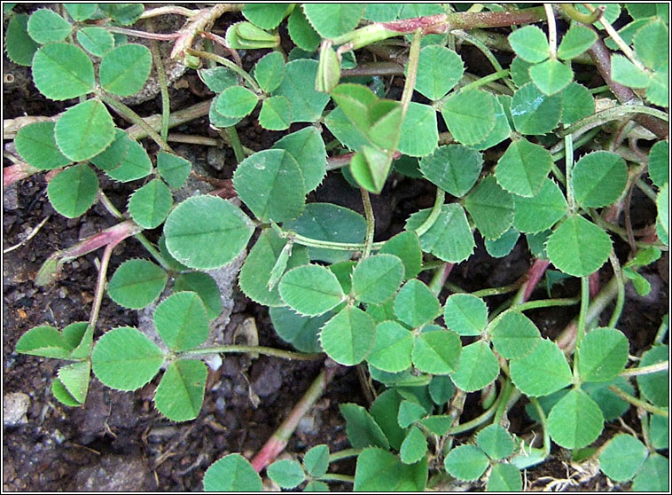 White Clover, Trifolium repens